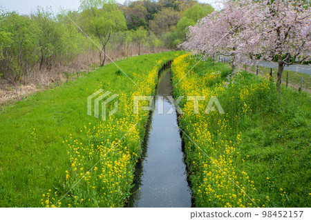 Spring scenery Season of fresh green Ageo Maruyama Park 98452157