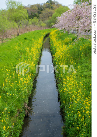 新綠上尾丸山公園的春景 98452158