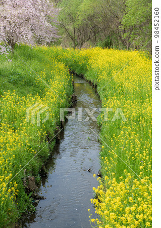 Spring scenery Season of fresh green Ageo Maruyama Park Spring scenery Season of fresh green Ageo Maruyama Park 98452160