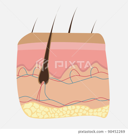 Icon of human internal organs. Skin and hair. Icon of human internal organs. Skin and hair. 98452269