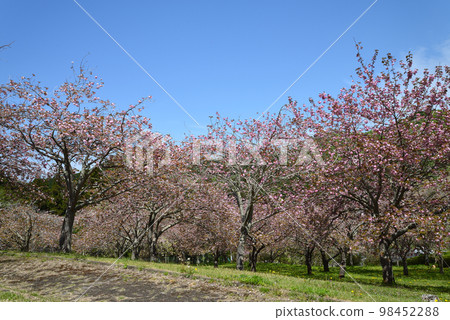 Yasuraginosato Park 2022-4-23 #23 98452288