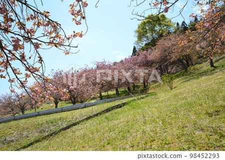 安之之裡公園 2022-4-23 #28 98452293