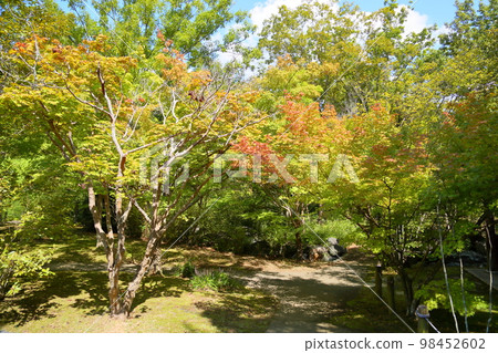 Colored leaf of maple 98452602