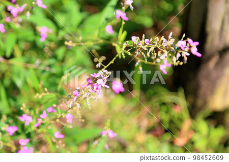 Flower of Alecidnus bali Flower of Alecidnus bali 98452609