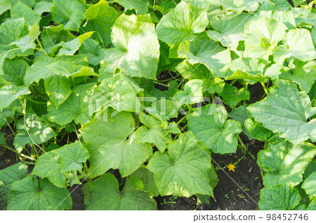 Cucumber leaves and young buds of the vegetable garden 98452746