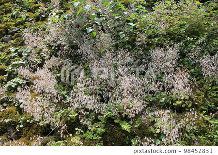 Wildflowers in early summer / 'Saxifrage' growing in clusters on slopes and making flowers bloom Wildflowers in early summer / 'Saxifrage' growing in clusters on slopes and making flowers bloom 98452831