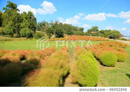 著色Kokia 著色Kokia 98452848