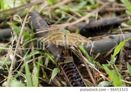 Butterfly of Laos Nymphalidae family Butterfly of Laos Nymphalidae family 98453323