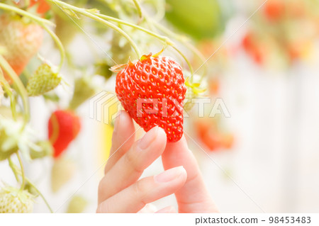 草莓採摘 草莓採摘 98453483