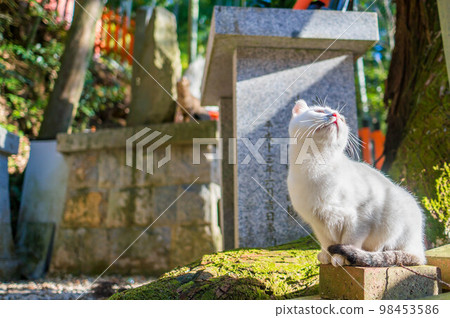 京都伏見稻荷神社溫暖陽光下的一隻野白貓 京都伏見稻荷神社溫暖陽光下的一隻野白貓 98453586