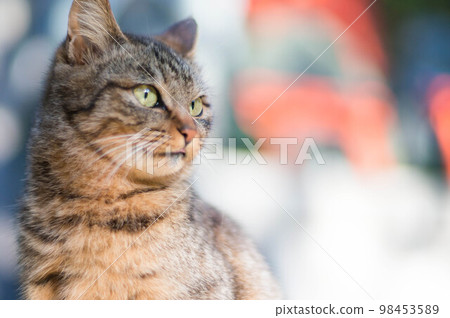 A wild kitten relaxing in the warm sunshine at Fushimi Inari Shrine in Kyoto 98453589