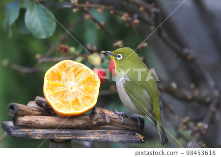 白眼取食地柑 白眼取食地柑 98453618