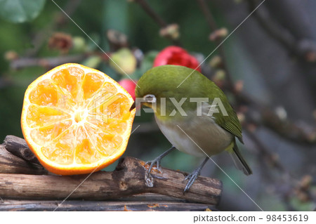 白眼取食地柑 白眼取食地柑 98453619