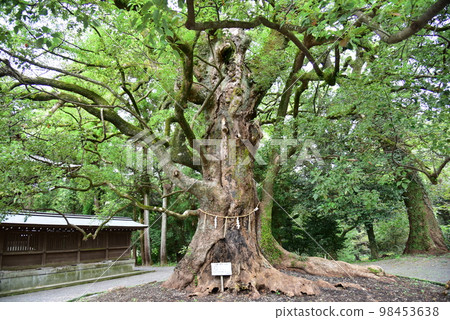 Chiguri Hachimangu shrine next to the sacred tree 98453638