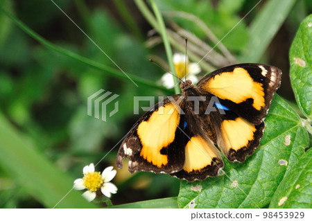 Butterfly of Laos Nymphalidae Butterfly of Laos Nymphalidae 98453929