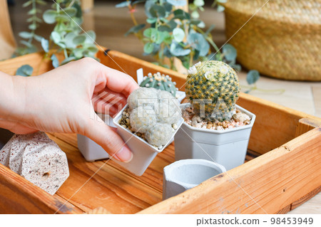 Cactus flower blooming (Mammillaria Schiedeana and Mammillaria plumosa) 98453949