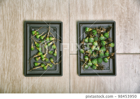 Cactus seedlings with long roots, Preparing indoor houseplant, Replanting tree gardening tool 98453950