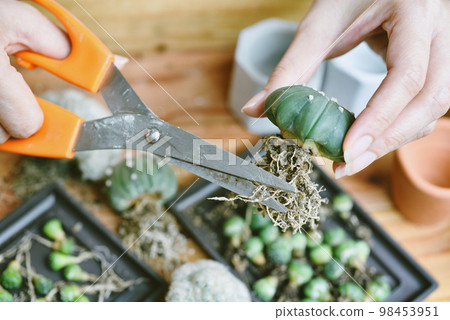 Cactus root cutting, Desert plant propagation, Preparing indoor houseplant for replanting 98453951