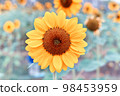 Sunflower natural background, The blooming sunflower follow the sun, Texture of yellow petal 98453959
