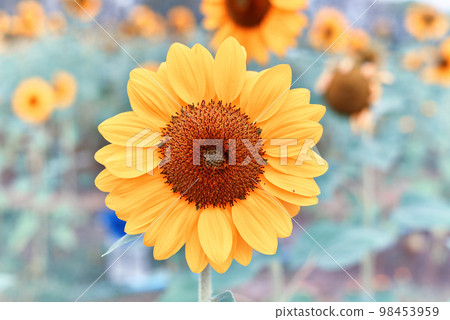 Sunflower natural background, The blooming sunflower follow the sun, Texture of yellow petal Sunflower natural background, The blooming sunflower follow the sun, Texture of yellow petal 98453959