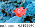 Lotus, Water lilly, Pink lotus flower in pond with copyspace, Natural background concept. 98453960