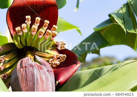 Island Banana Flower 98454023