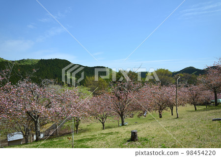 Yasuraginosato Park 2022-4-23 #52 98454220