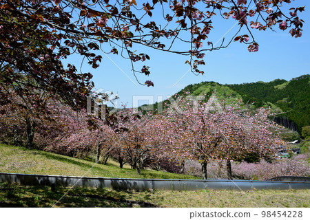 安之之裡公園 2022-4-23 #60 安之之裡公園 2022-4-23 #60 98454228