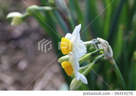 Fusazaki narcissus flower with white petals and yellow secondary corolla blooming in a Japanese winter garden 98454270