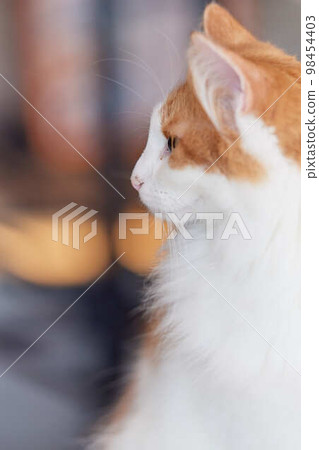 White tabby cat facing left White tabby cat facing left 98454403