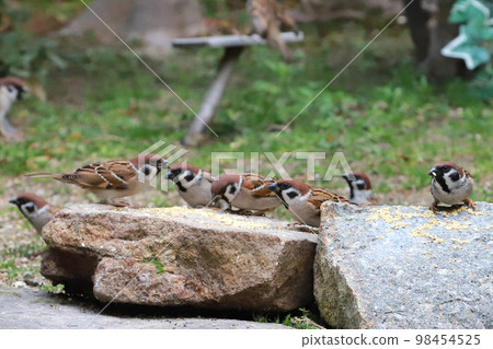 sparrow feeding ground, 98454525