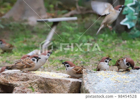 sparrow feeding ground, sparrow feeding ground, 98454528