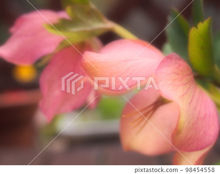 Close up of pink christmas rose flower Close up of pink christmas rose flower 98454558