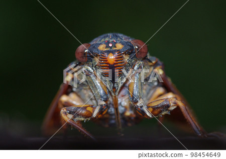Brown cicada face 98454649