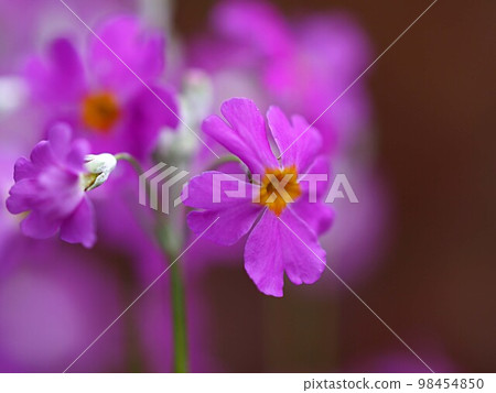 Close-up of pink primrose flowers Close-up of pink primrose flowers 98454850