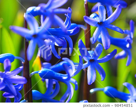 Blue hyacinth flower Blue hyacinth flower 98454851