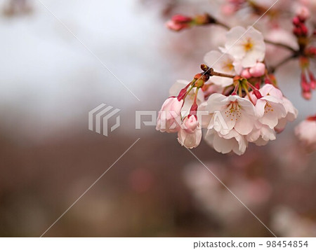 The Shokawa cherry blossoms on the Minase River that have begun to bloom 98454854