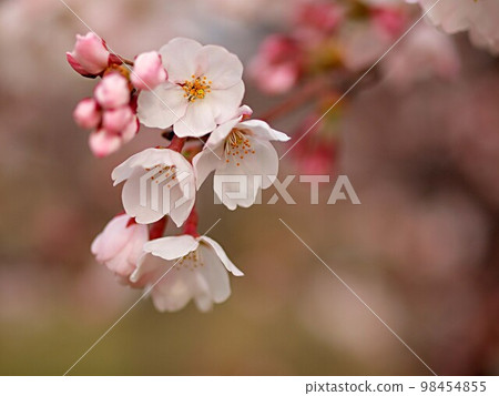 The Shokawa cherry blossoms on the Minase River that have begun to bloom 98454855