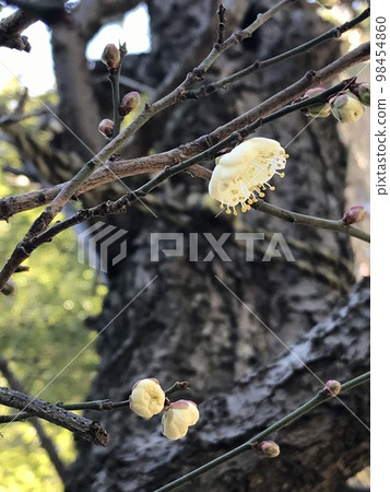 Plum blossoms bloom despite the cold weather 98454860