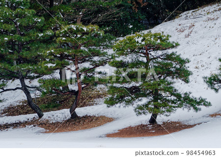 與南部赤鬆的雪天風景 98454963