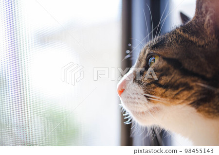 貓看著窗外 貓看著窗外 98455143