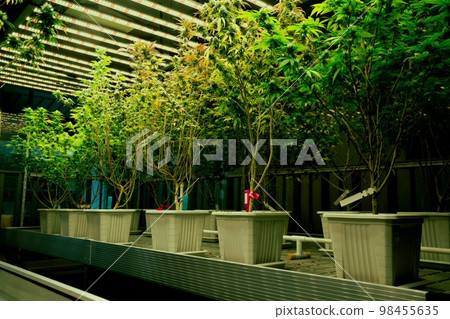 A garden of cannabis plants with gratifying full grown buds ready for harvested. 98455635