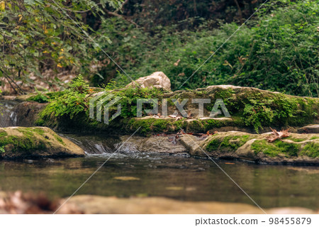 View of Kziv Stream at the end of the Black marked trail, Montfort Nahal Kziv National park, Western Galilee, Northern District of Israel, Israel. 98455879