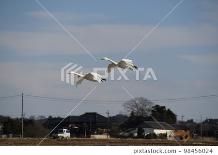 兩隻天鵝打算降落在水面上 兩隻天鵝打算降落在水面上 98456024