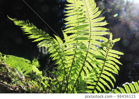 Leaves of 'Ulagelo' seen from the bottom (back) side 98456115