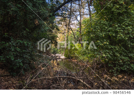 View of Kziv Stream at the end of the Black marked trail, Montfort Nahal Kziv National park, Ein Tamir, Ein Hardalit Western Galilee, Northern District of Israel, Israel. 98456546