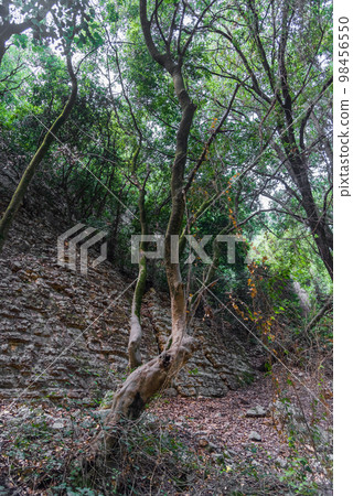 View of Kziv Stream at the end of the Black marked trail, Montfort Nahal Kziv National park, Ein Tamir, Ein Hardalit Western Galilee, Northern District of Israel, Israel. 98456550