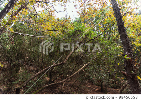View of Kziv Stream at the end of the Black marked trail, Montfort Nahal Kziv National park, Ein Tamir, Ein Hardalit Western Galilee, Northern District of Israel, Israel. 98456558