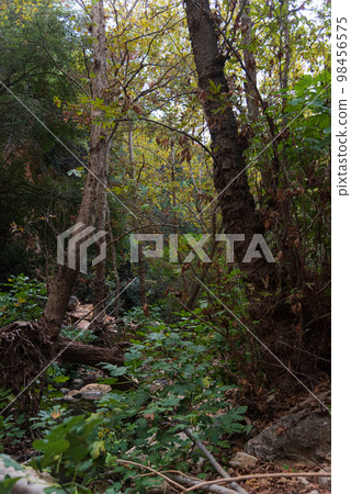 View of Kziv Stream at the end of the Black marked trail, Montfort Nahal Kziv National park, Ein Tamir, Ein Hardalit Western Galilee, Northern District of Israel, Israel. 98456575