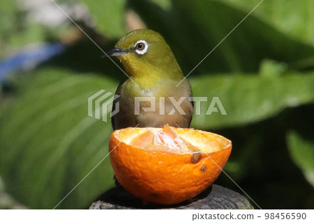 White-eye mandarin juice, White-eye mandarin juice, 98456590